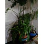 A large quantity of garden and house plants in pots