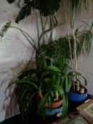 A large quantity of garden and house plants in pots