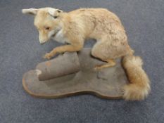 A taxidermy study of a fox on board