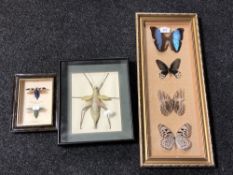 Three display cases of insect specimens