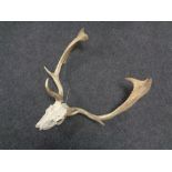 A caribou skull with horns - WITHDRAWN FROM SALE - RETURN TO VENDOR
