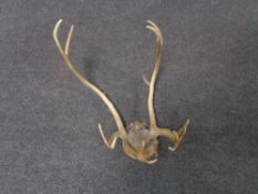 A set of mounted antlers together with a further pair of antlers
