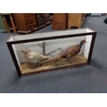A taxidermy male and female pheasant study in part display case