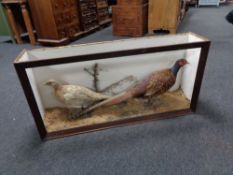A taxidermy male and female pheasant study in part display case
