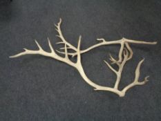 A large pair of deer antlers