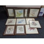 A box of eleven framed wildlife prints