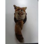 A taxidermy fox mask on oak shield with tail by Rowland Ward Ltd, 64/65 Grosvenor Street, London,