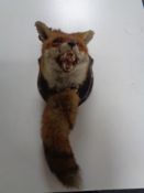 A taxidermy fox mask on oak shield with tail by Rowland Ward Ltd, 64/65 Grosvenor Street, London,