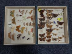 A collection of butterfly specimens in box