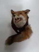 A taxidermy fox mask on oak shield with tail by Rowland Ward Ltd, 64/65 Grosvenor Street, London,