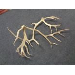 A large pair of deer antlers