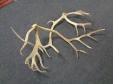 A large pair of deer antlers