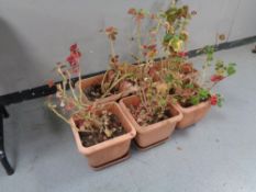Six plastic plant pots containing geraniums
