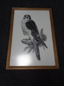 A framed James Adler print of a kestrel