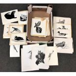 James Deacon : A large collection of pen and ink drawings and monochrome prints all depicting birds,