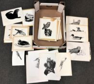 James Deacon : A large collection of pen and ink drawings and monochrome prints all depicting birds,