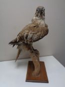 A taxidermy buzzard on branch.