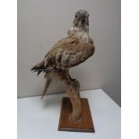 A taxidermy buzzard on branch.