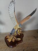 A Border Fine Arts figure of a kestrel on branch, limited edition number 381/500,