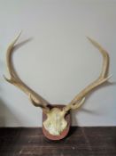 A set of deer antlers mounted on a shield.