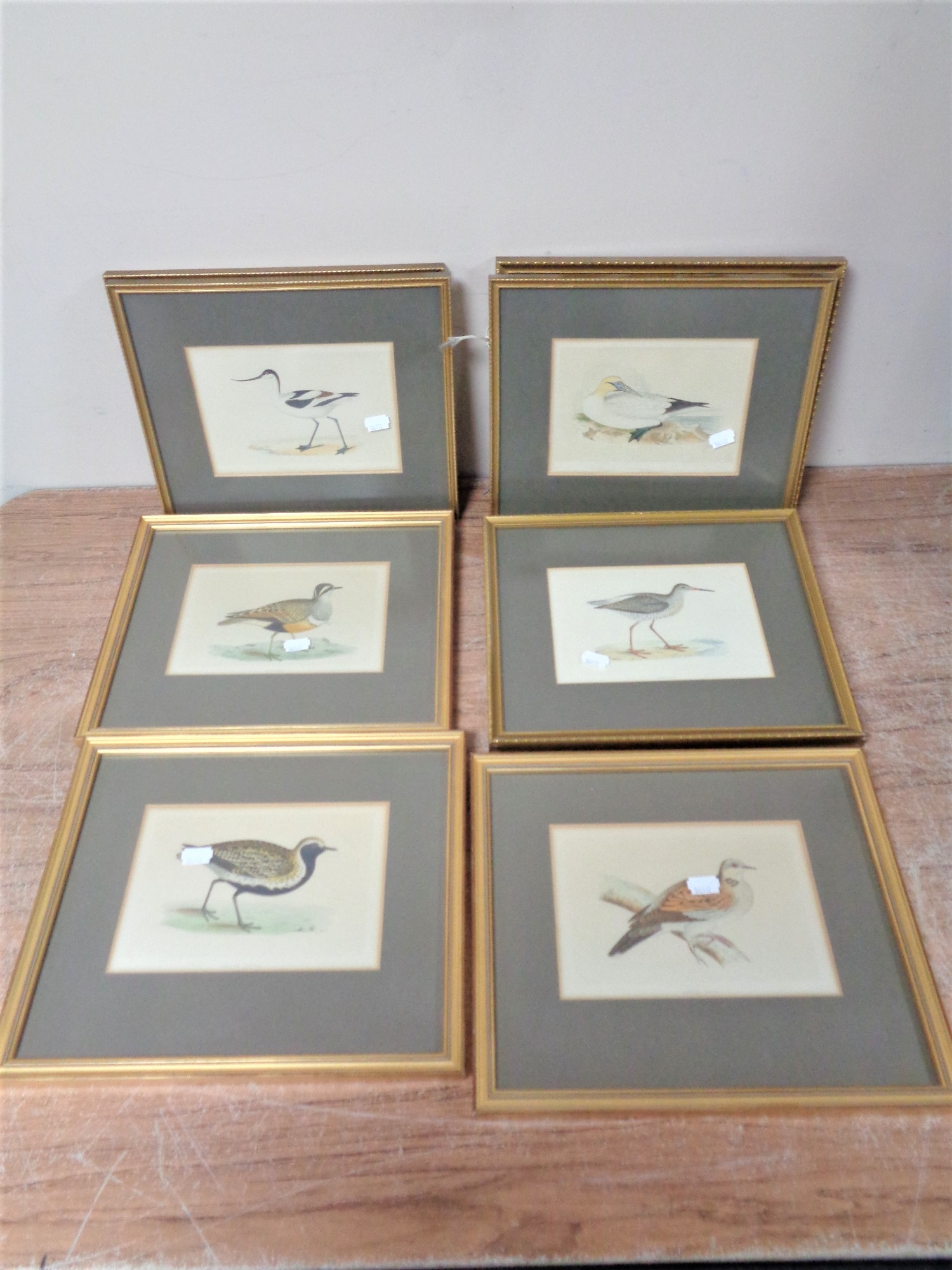 Nine gilt framed coloured book plates depicting birds.