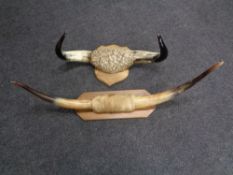 Two sets of mounted cow horns.