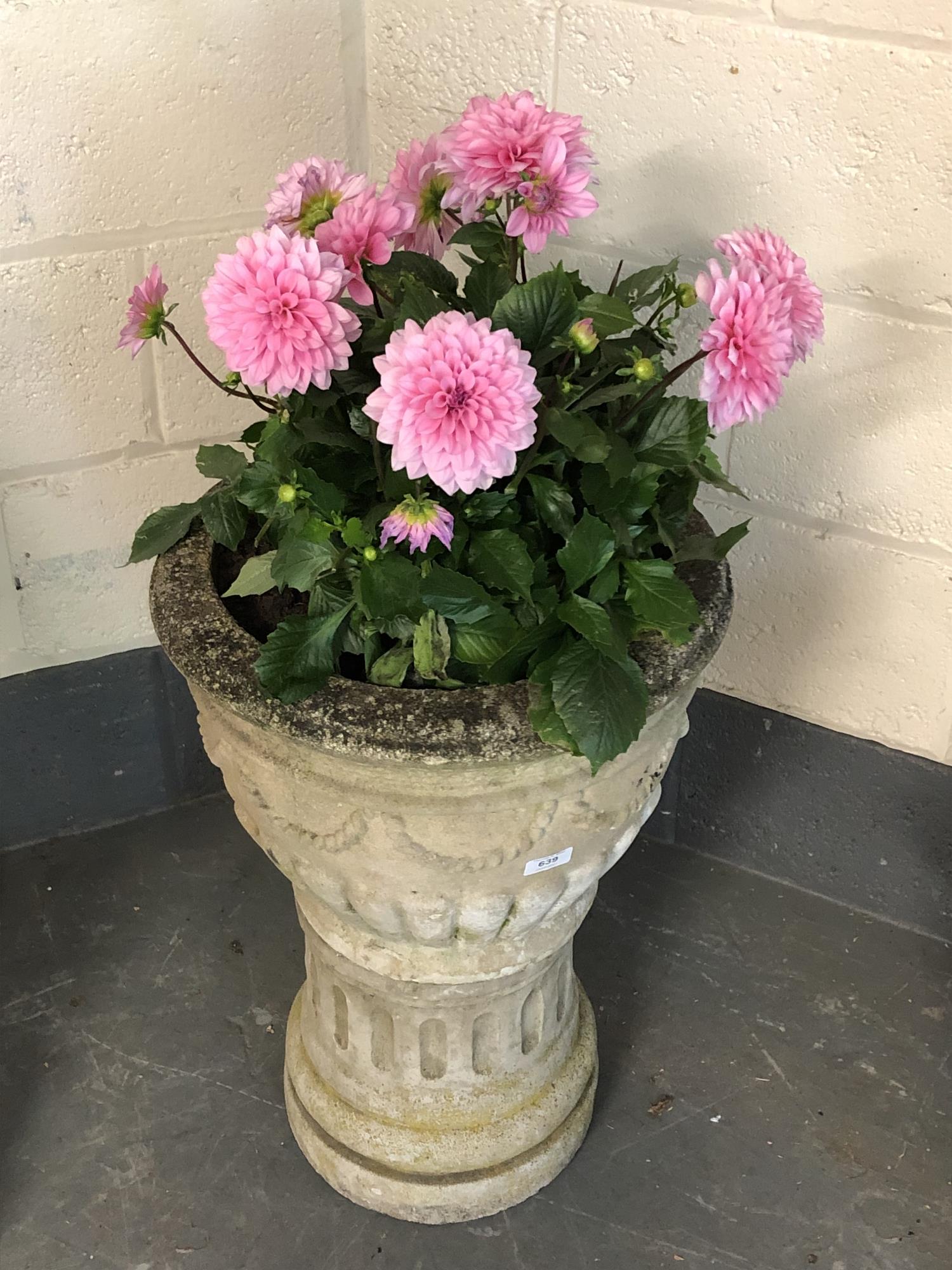 A composition stone classical urn on stand planted with Dahlias,