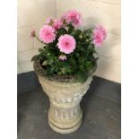 A composition stone classical urn on stand planted with Dahlias,