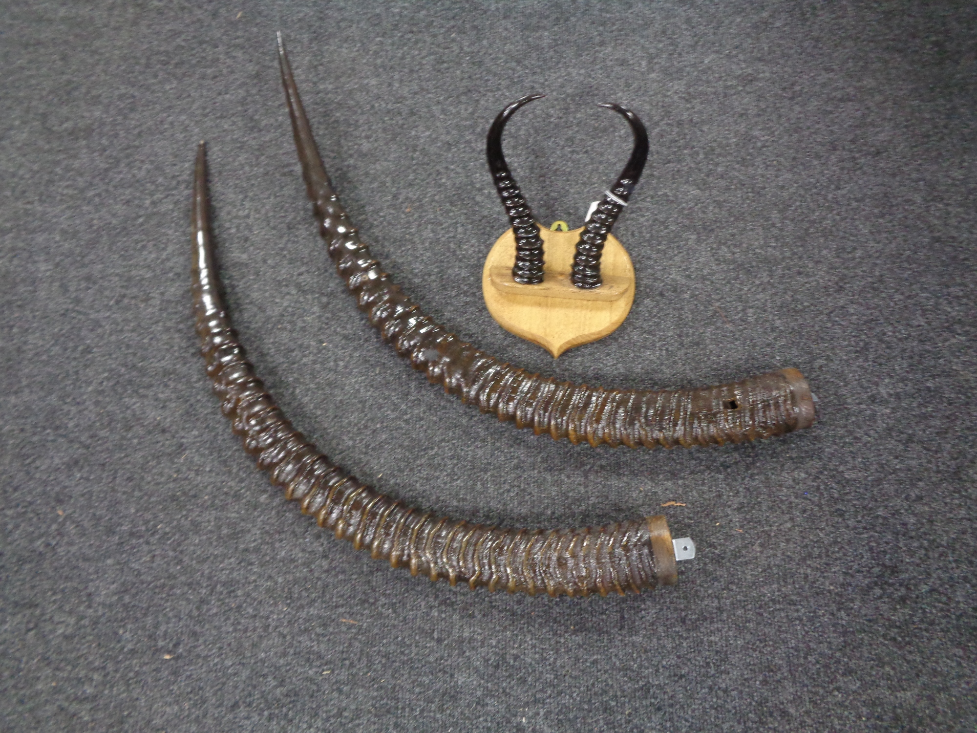 A pair of springbok horns mounted on a shield together with a further pair of gazelle horns.