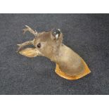 A taxidermy deer's head mounted on shield