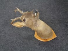 A taxidermy deer's head mounted on shield