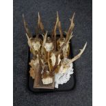 Seven deer skulls with antlers mounted on wooden plaques