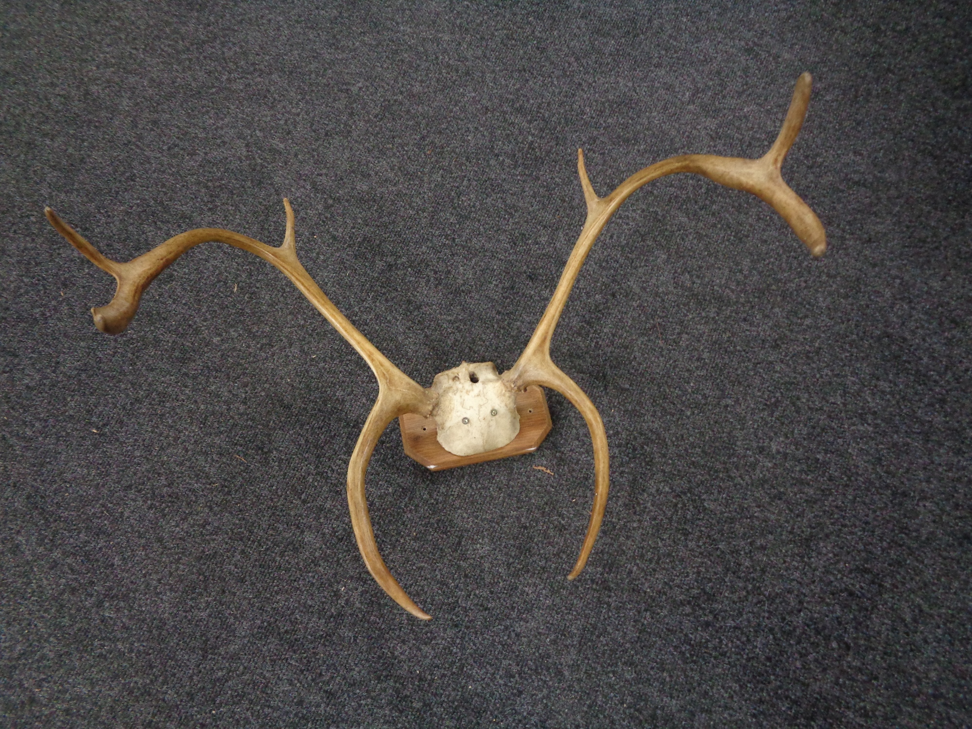 A set of deer antlers mounted on a board.