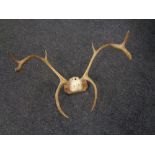 A set of deer antlers mounted on a board.