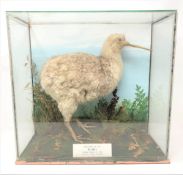 An early 20th century taxidermy study of a Great Spotted Kiwi (Apteryx Haastii) in glass display