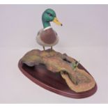 A Border Fine Arts Water fowl of the world figure A0477 - Mallard