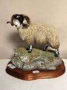 A Border Fine Arts figure, 'Blackie Tup', Limited Edition figure No.