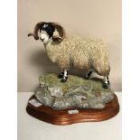 A Border Fine Arts figure, 'Blackie Tup', Limited Edition figure No.