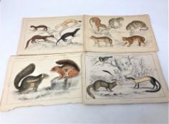 A collection of 19th century hand-coloured lithographic book plates depicting wildlife, unframed.
