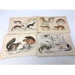 A collection of 19th century hand-coloured lithographic book plates depicting wildlife, unframed.