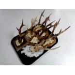 A tray containing seven deer skulls with antlers mounted on boards.