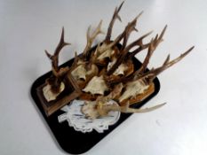 A tray containing seven deer skulls with antlers mounted on boards.