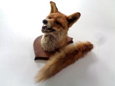 A taxidermy fox mask on shield with tail