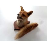 A taxidermy fox mask on shield with tail