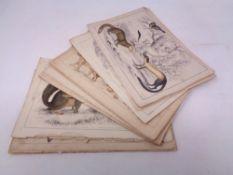 A collection of 19th century hand-coloured lithographic book plates depicting wildlife, unframed.