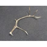 A deer's antler