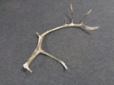 A deer's antler