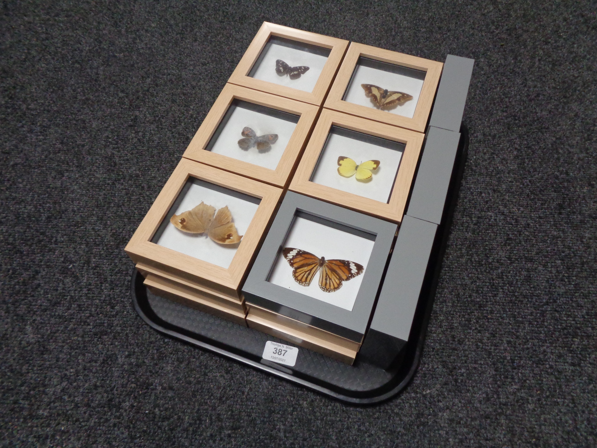 A tray containing 21 framed butterfly specimens