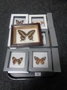 A tray containing 22 framed butterfly specimens