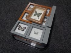 A tray containing 22 framed butterfly specimens